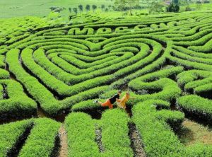 Be70c83f-doi-che-moc-chau-4